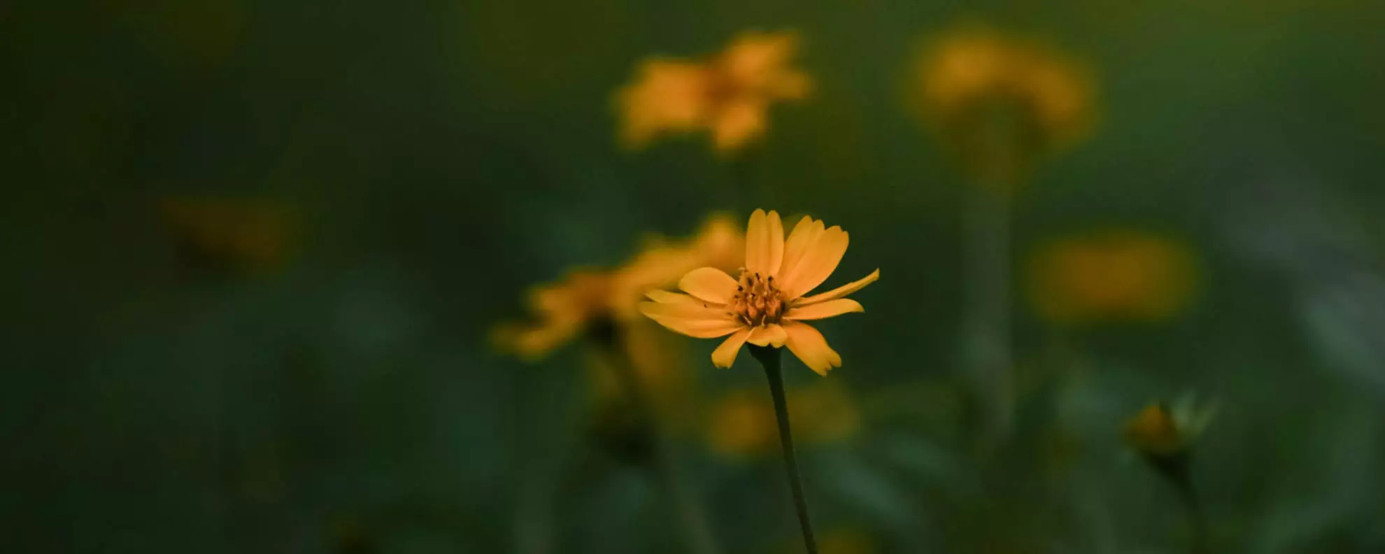 《兒少影像篇》在雛菊飄落之後──兒少性影像犯罪的防制與挑戰