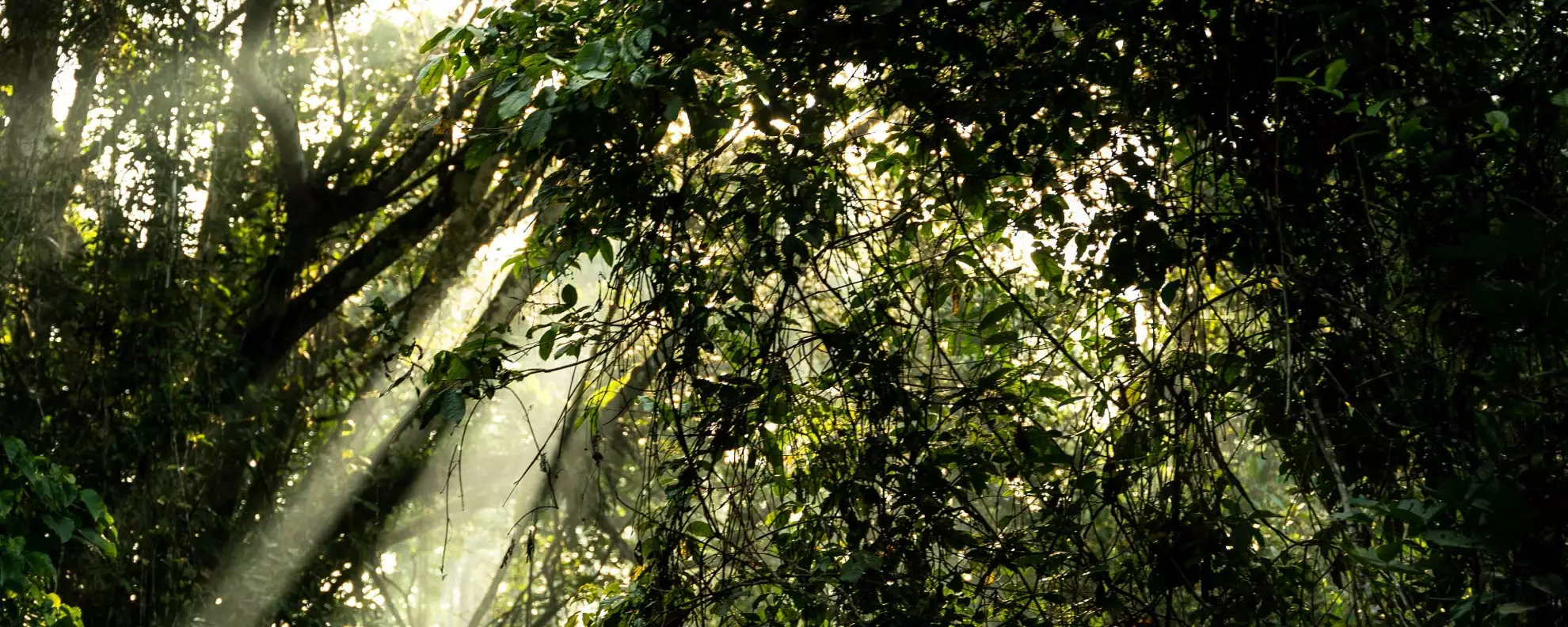 《制度討論篇》防風林的空隙之間──面對性別暴力，法律的侷限與展望